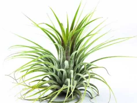 Aeriana - tillandsia ionantha green - imagine 1