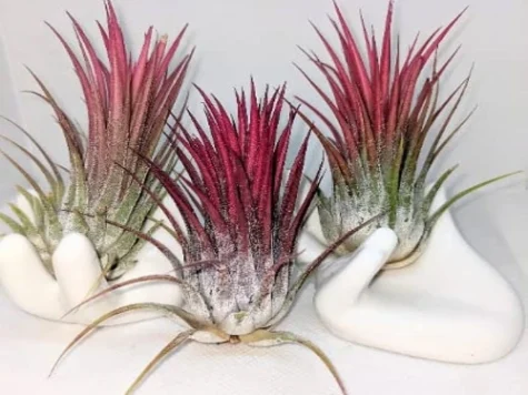 Aeriana - tillandsia ionantha red - imagine 1