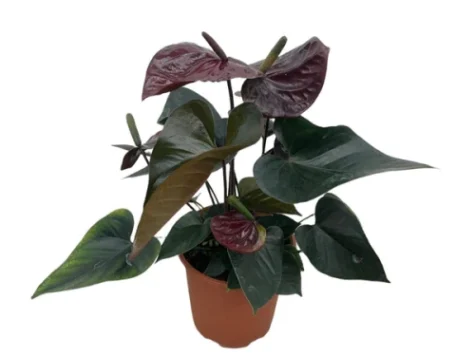 Anthirium Giant Chocolate - imagine 1