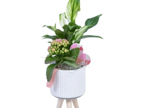 Aranjament scaunel plante mix - imagine 1