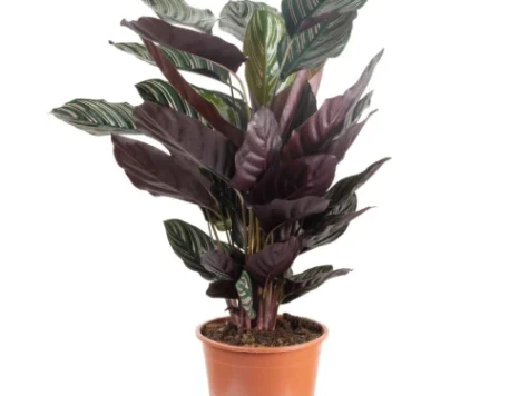 Calathea rosea ghiveci 65cm - imagine 1