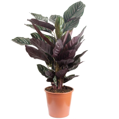Calathea rosea ghiveci 65cm