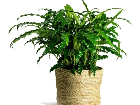 Calathea rufibarba ghiveci - imagine 1