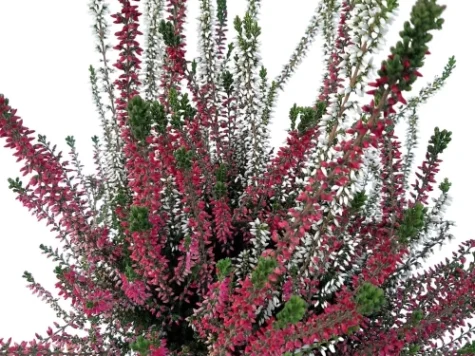 Calluna extra d12 h25 - imagine 1
