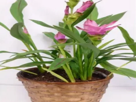 Curcuma ghiveci 6' - imagine 1