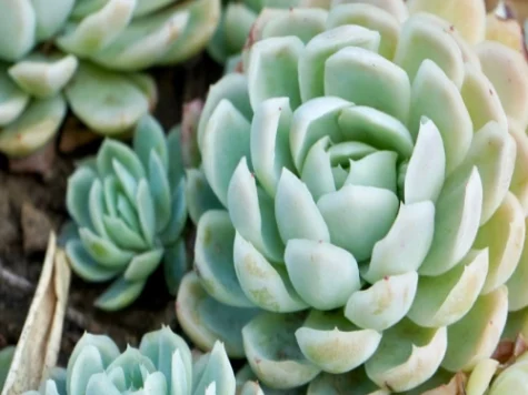 Echeveria medium mix - imagine 1