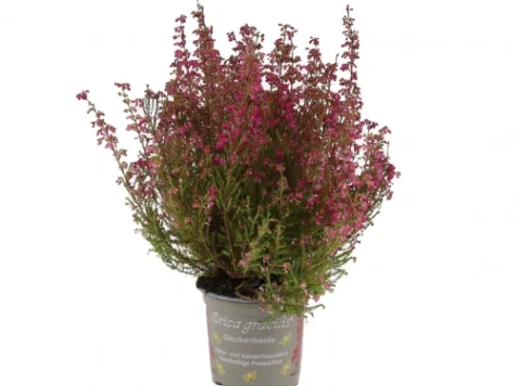 Erica d10 h17 - imagine 1