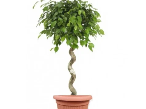 Ficus benjamina gr replantat * - imagine 1
