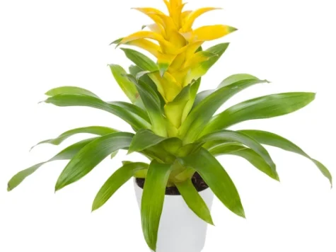Guzmania paulina 40cm - imagine 1