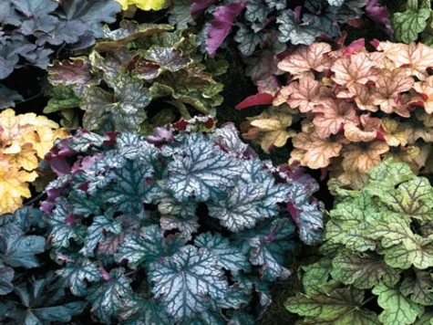 Heuchera mix replantat * - imagine 1