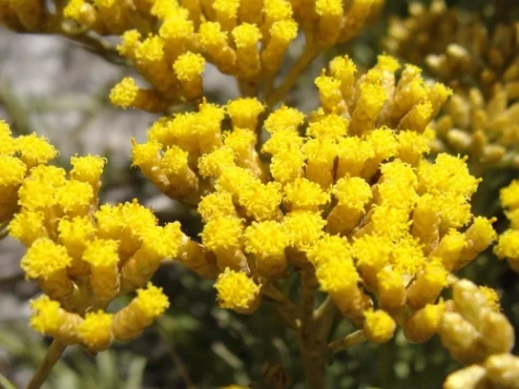 Imortele - helichrysum p21 gr - imagine 1