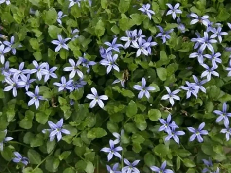 Isotoma fluviatilis dark blue ol replantat - imagine 1