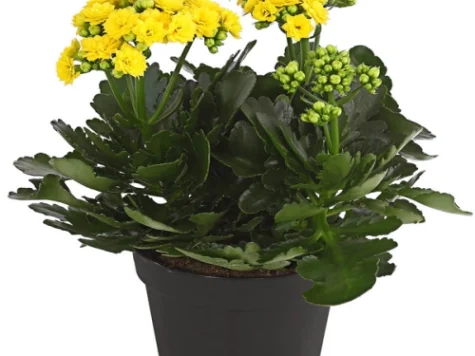 Kalanchoe tiroleza (8*) - imagine 1