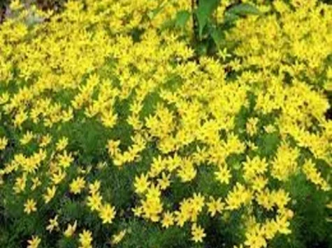 Koreopsi p15 gr - imagine 1