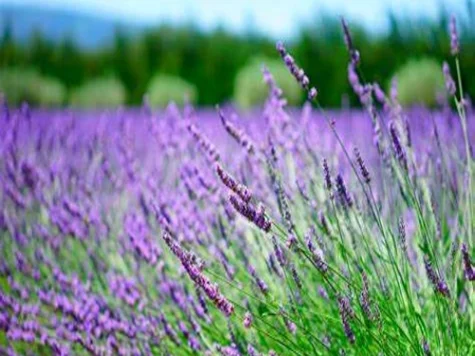 Lavanda p20 gr - imagine 1