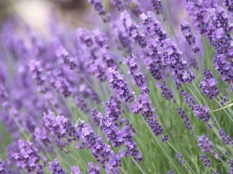 Lavandula oficinalis [vera] clt 1.5 - imagine 1