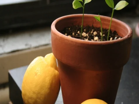 Lemon vaso p18 gr - imagine 1