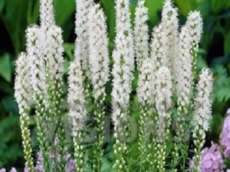 Liatris spicata floristan weiss ol replantat - imagine 1