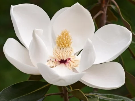 Magnolia fairy white blush licenta 150-175 cm rb ol - imagine 1