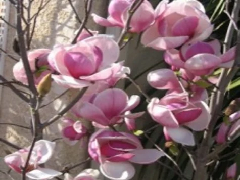 Magnolia soulangeana clt 35 1/2 fusto - imagine 1