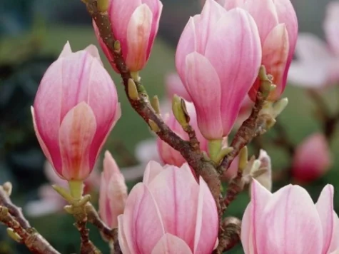 Magnolia soulangeana clt 30 06-08 alto fusto - imagine 1