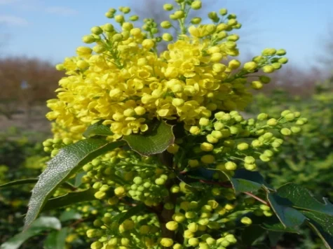 Mahonia aquifolium 100-120cm - imagine 1