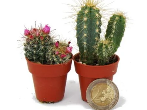 Mini cactus gr - imagine 1