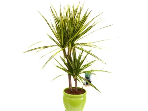 Mini dracaena in ghiveci - imagine 1