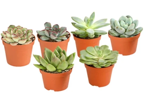 Mini - echeveria - imagine 1