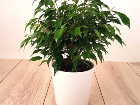 Mini ficus bejamin green kinky 27cm - imagine 1