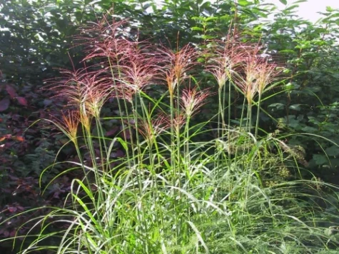 Miscanthus sin punktchen replantat - imagine 1