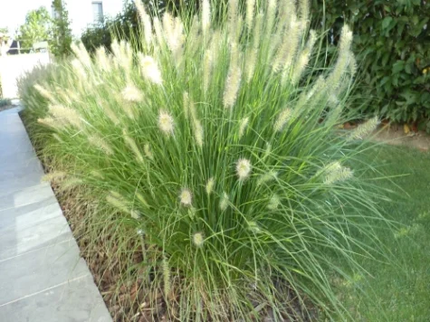 Pennisetum al hameln replantat - imagine 1