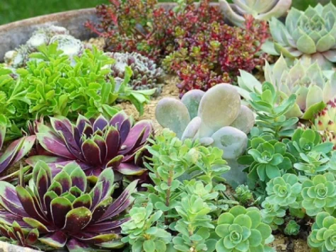 Perene mix ol replantat - imagine 1