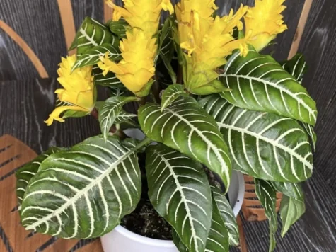 Planta zebra - aphelandra dania ghiveci - imagine 1