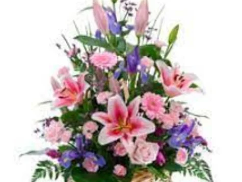 Plante mix in cos - imagine 1