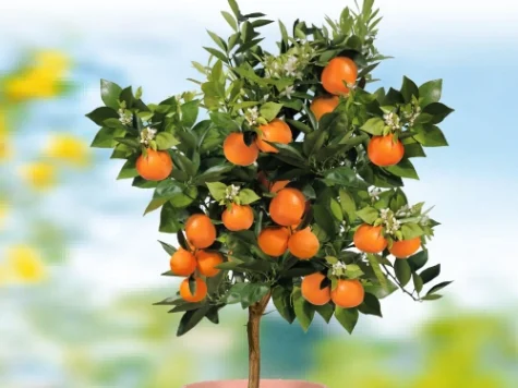Portocal - orange gr replantat * - imagine 1