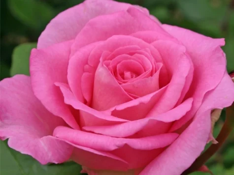 Rose beverly [rj clt 6 - imagine 1