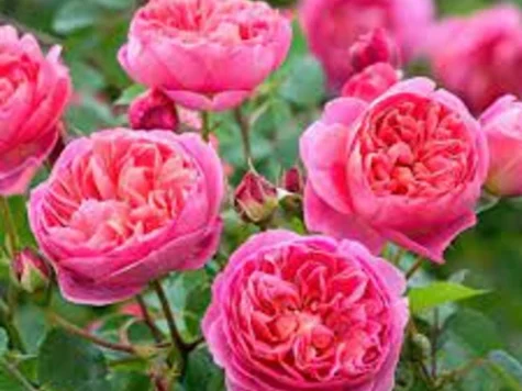 Rose boscobel [r] clt 6 - imagine 1