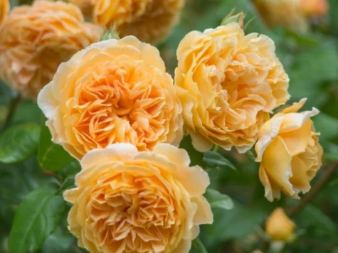 Rose crown princess margareta [r] clt 6 - imagine 1