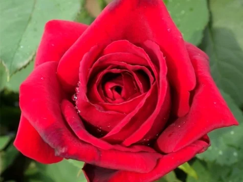 Rose duftzauber 84 [r) clt 6 - imagine 1