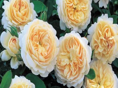Rose emanuel [r] [crocus rose] clt 6 - imagine 1