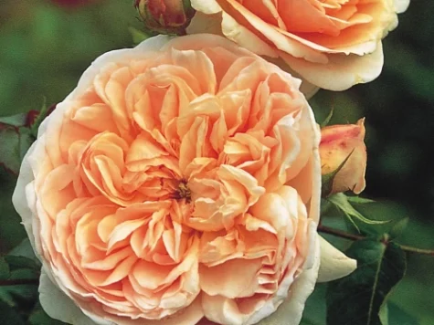 Rose evelyn [r] clt 6 - imagine 1