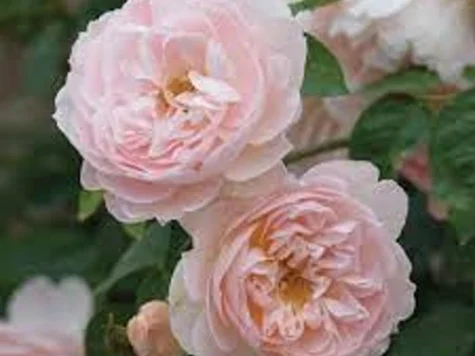 Rose gentle hermione [rj clt 6 - imagine 1