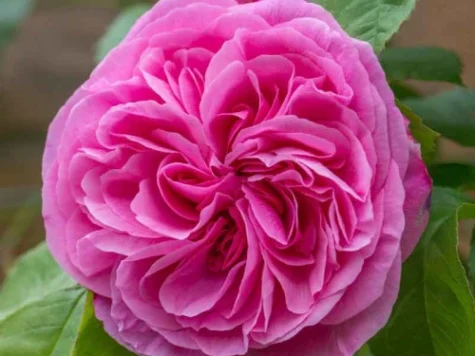 Rose gertrude jekyll [r] clt 6 - imagine 1