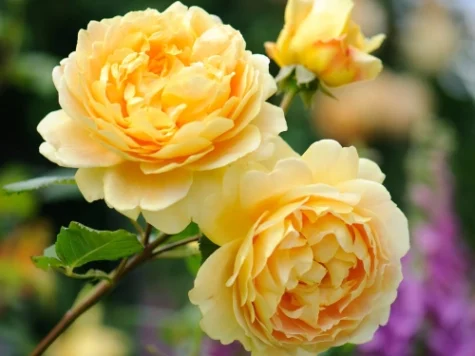 Rose golden celebration (r) clt s 175/200 - imagine 1