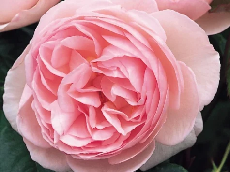 Rose heritage [ri clt 6 - imagine 1