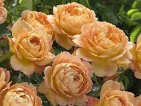 Rose lady of shalott [rj clt s 175/200 - imagine 1
