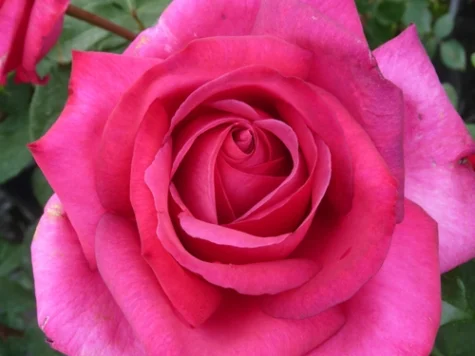 Rose parole [rj clt 6 - imagine 1