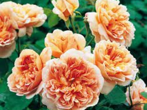 Rose tea clipper [r] clt 5 175/200 - imagine 1