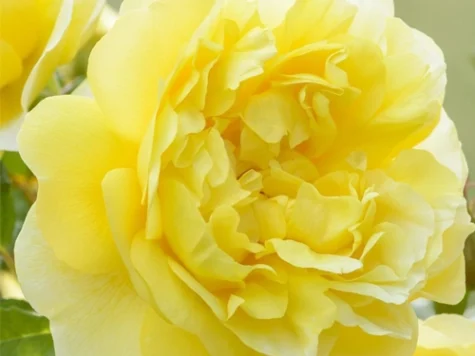 Rose the poet's wife [rj clt 6 - imagine 1